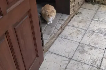 Апельсин Орджоникидзе