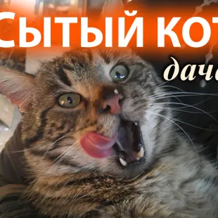 Дача Сытый Кот