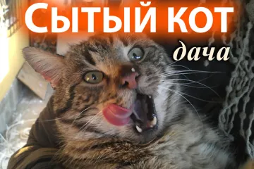 Дача Сытый Кот Орджоникидзе