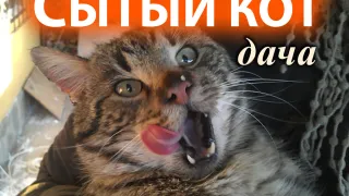 «Дача Сытый Кот»