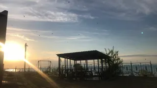 «Голубка»