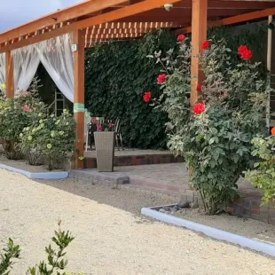 Кактус