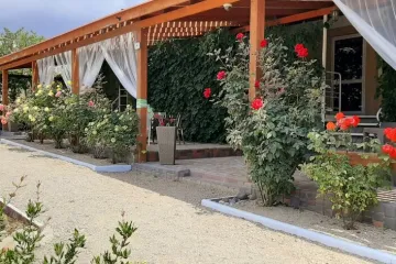 Кактус Коктебель