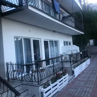 Кедр