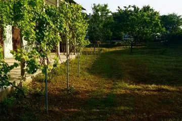 Маргаритка Уютное