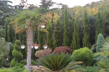 Медуза Утёс