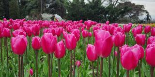 27 марта в Крыму стартует парад тюльпанов фото 8