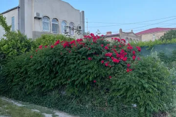 У Тамары Поповка