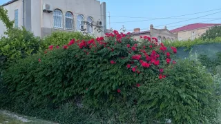 «У Тамары»