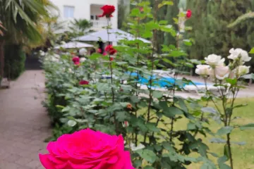 Вилла Чайка Рыбачье