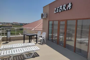 Зебра Поповка